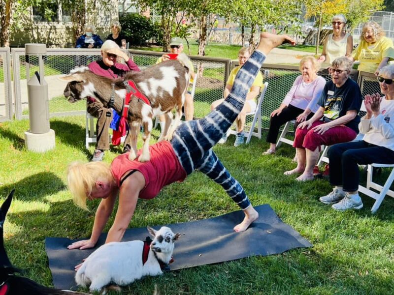 Oak Trace Hosts Yoga ‘Goat-Together’